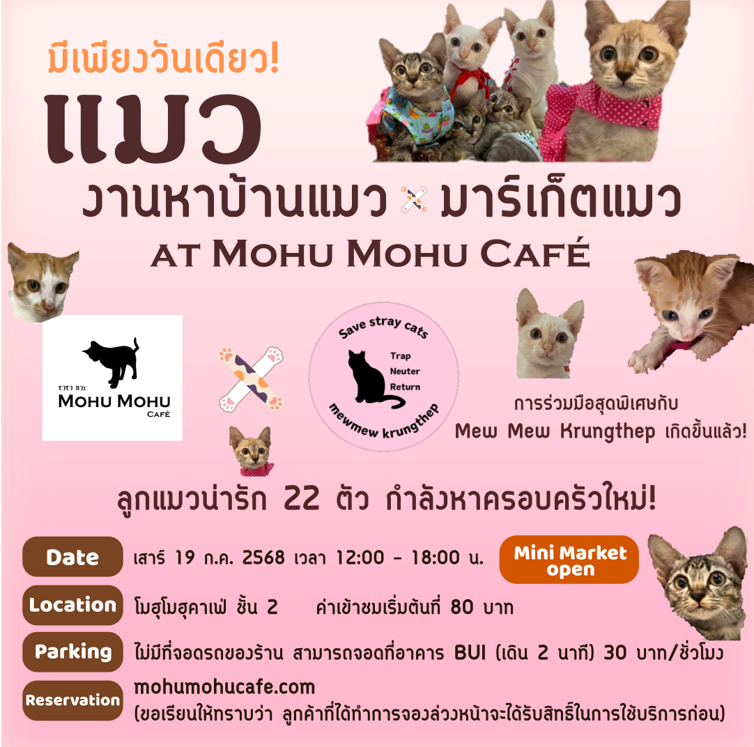 งานรับเลี้ยงแมว